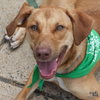 Dobby - Photo 2