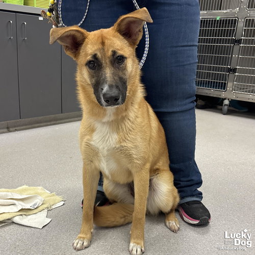 ELENA - Shepherd available for adoption