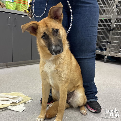 ELENA - Shepherd available for adoption