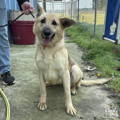 WINN DIXIE - German Shepherd Dog available for adoption