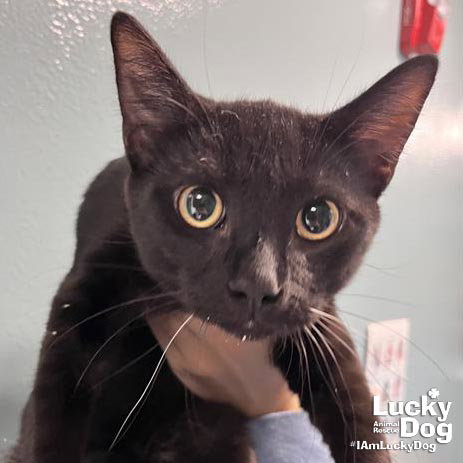 Ace the Cat Image