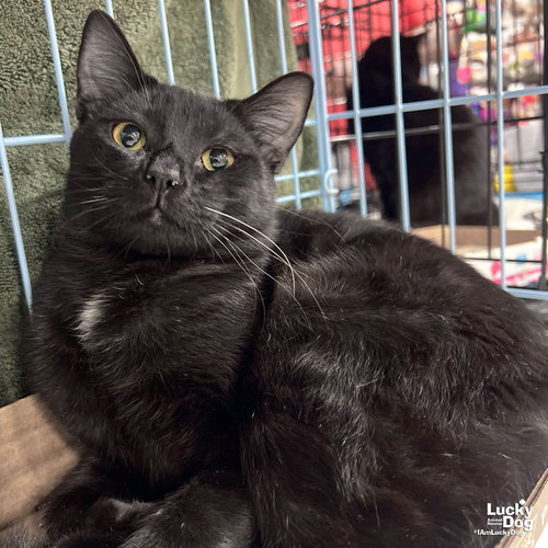 Ace the Cat, Adult Domestic Short Hair / Mixed (short coat), cat for adoption in Manassas, Virginia