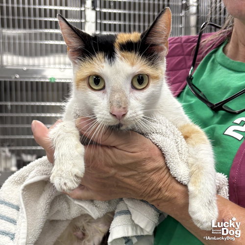 EVERLEE - Domestic Short Hair available for adoption