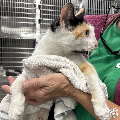 EVERLEE - Domestic Short Hair available for adoption