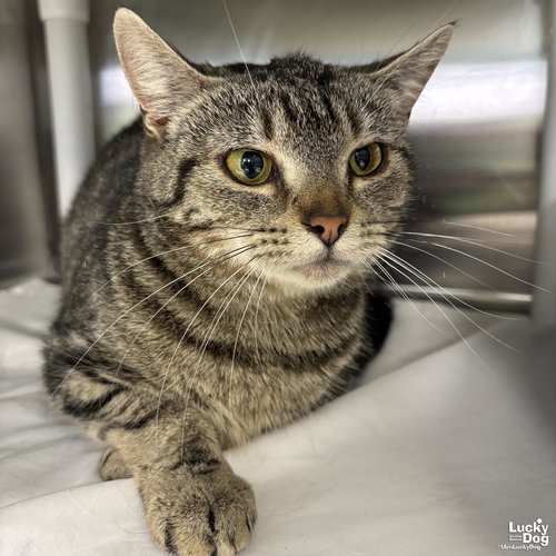 KAY KAY - Domestic Short Hair available for adoption