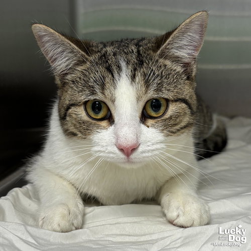 WINNIE - Domestic Short Hair available for adoption