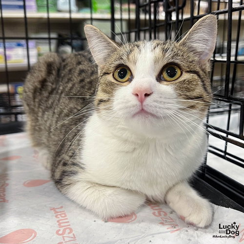 Winnie, Young Domestic Short Hair / Mixed (short coat), cat for adoption in Manassas, Virginia