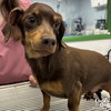 Roscoe - Photo 2