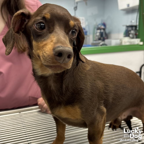 ROSCOE - Dachshund available for adoption