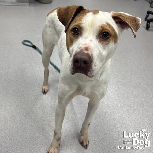 RILEY - Pointer available for adoption
