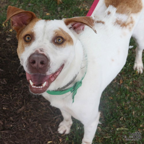Riley, an adoptable Pointer in Washington, DC