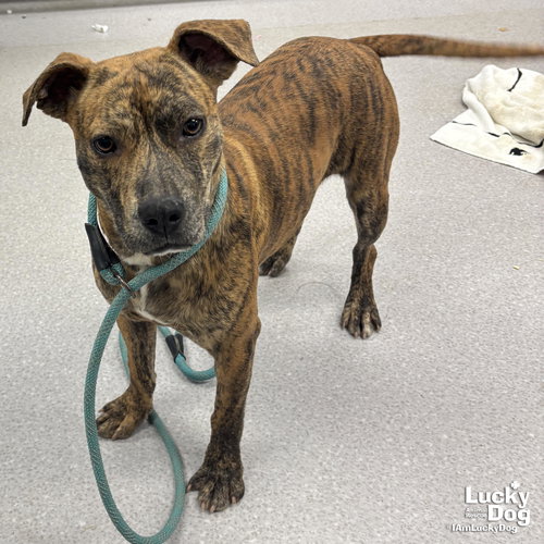 JUNIPER - Shepherd / Plott Hound available for adoption