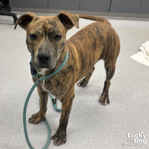 JUNIPER - Shepherd / Plott Hound available for adoption