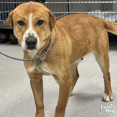 REBECCA - Australian Cattle Dog/Blue Heeler / Retriever available for adoption
