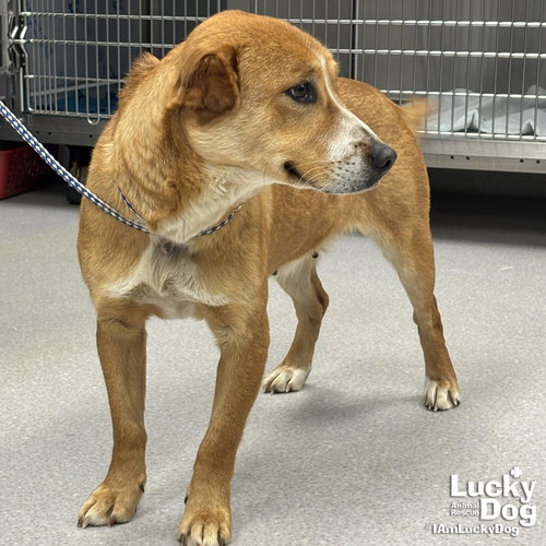 REBECCA - Australian Cattle Dog/Blue Heeler / Retriever available for adoption