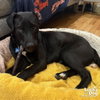 Ryder - Photo 2