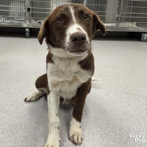 RORY - Australian Cattle Dog/Blue Heeler / Retriever available for adoption