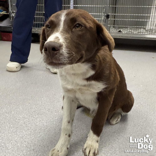 RORY - Australian Cattle Dog/Blue Heeler / Retriever available for adoption