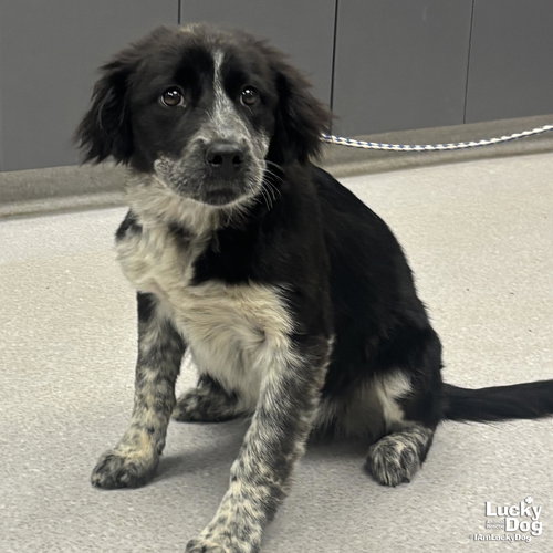 RAYNE - Australian Cattle Dog/Blue Heeler / Retriever available for adoption