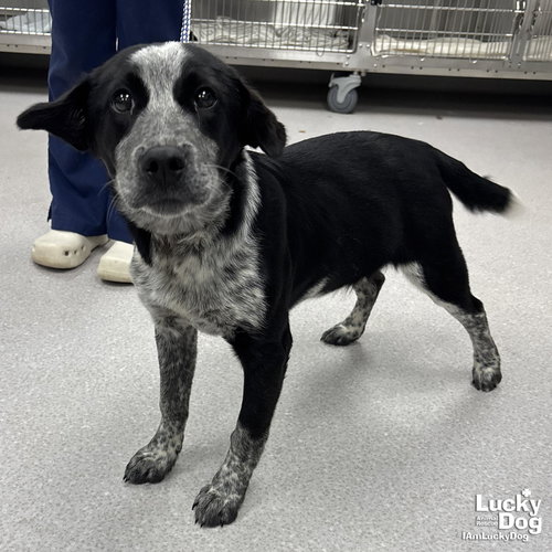 RUE RUE - Australian Cattle Dog/Blue Heeler / Retriever available for adoption