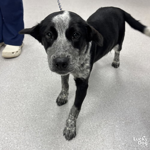 RUE RUE - Australian Cattle Dog/Blue Heeler / Retriever available for adoption