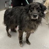 Scruffy - Photo 2