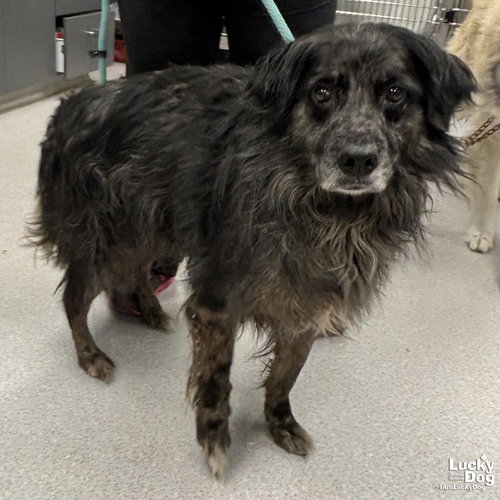 SCRUFFY - Australian Shepherd available for adoption