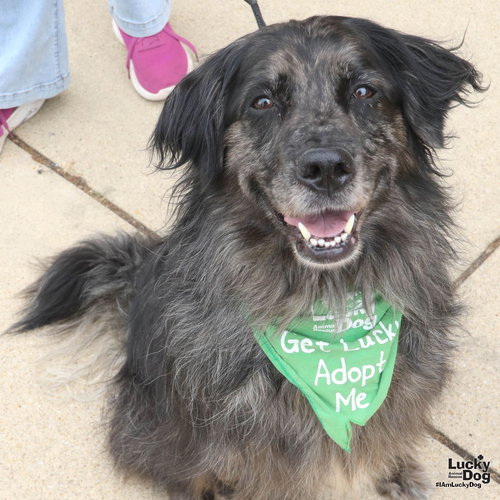 Scruffy, an adoptable Australian Shepherd in Washington, DC