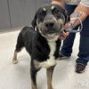 Cane - Photo 1