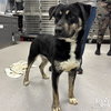 Cane - Photo 2