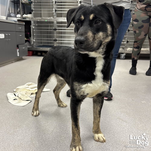 CANE - Shepherd available for adoption