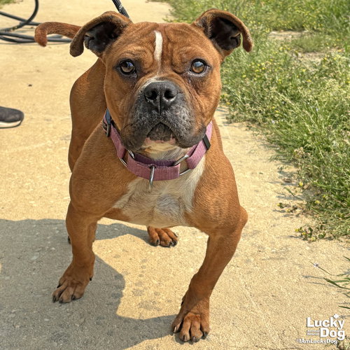 Butterscotch, an adoptable Boxer in Washington, DC