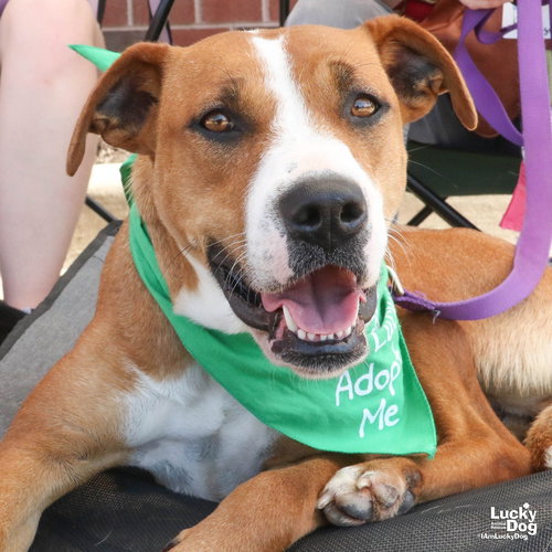Cynthia, an adoptable Shepherd in Washington, DC