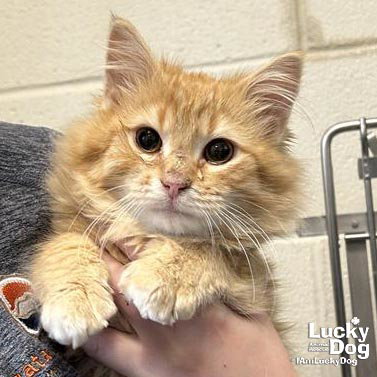 SIR FLUFF - Domestic Long Hair available for adoption