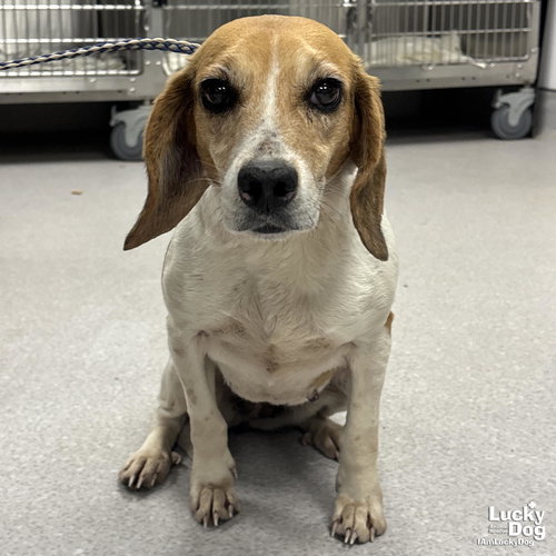 MERCY - Beagle available for adoption