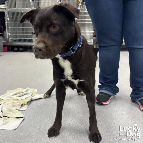 SUSIE - Labrador Retriever available for adoption