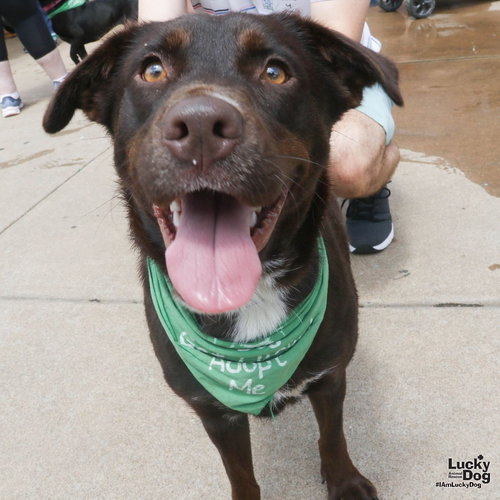 Susie, an adoptable Labrador Retriever in Washington, DC