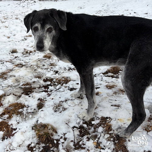 THEODORA - Labrador Retriever available for adoption