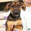 Brock - Photo 1