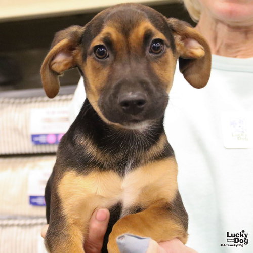BROCK - Shepherd available for adoption