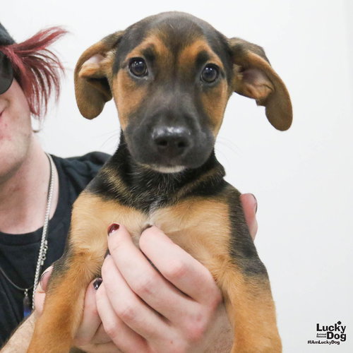 BROCK - Shepherd available for adoption