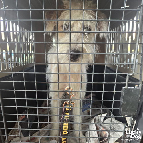 OLLIE - Schnauzer available for adoption