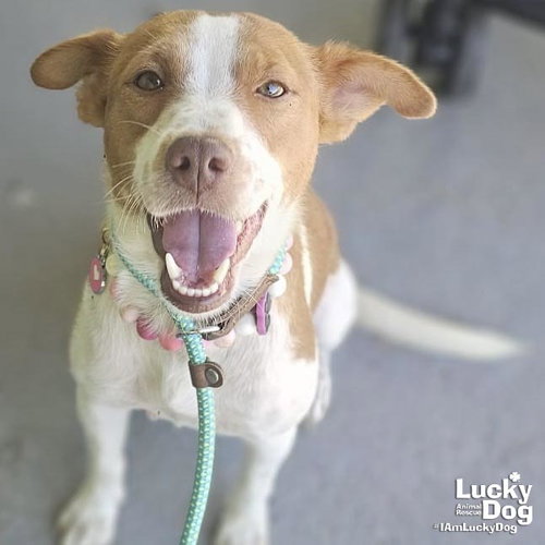 EMILIA - Labrador Retriever available for adoption
