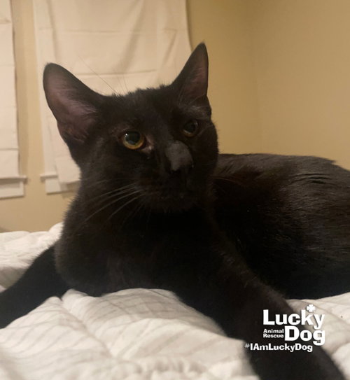 Red Fish, Young Domestic Short Hair (short coat), cat for adoption in Manassas, Virginia