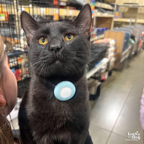 Red Fish, Young Domestic Short Hair (short coat), cat for adoption in Bowie, Maryland