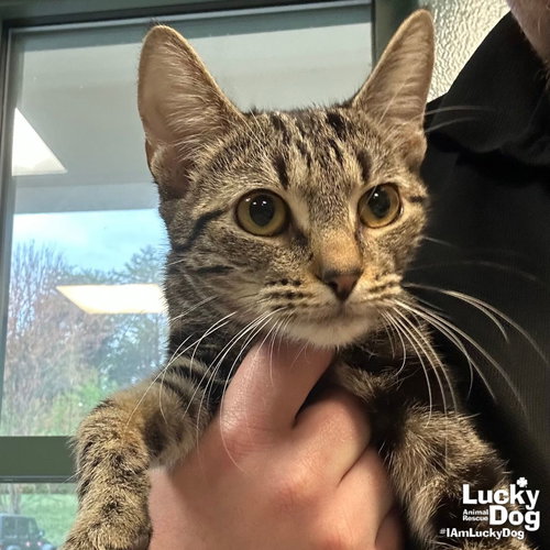 Star Belly Sneetch, Young Domestic Short Hair (short coat), cat for adoption in Manassas, Virginia