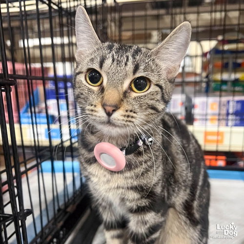 Star Belly Sneetch, Young Domestic Short Hair (short coat), cat for adoption in Bowie, Maryland