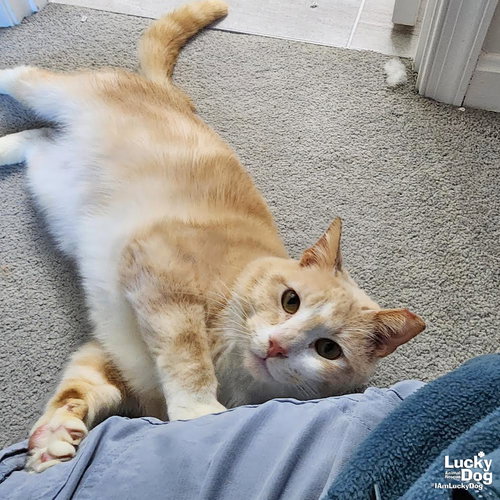 Cheeseburger, Adult Domestic Short Hair / Mixed (short coat), cat for adoption in Manassas, Virginia