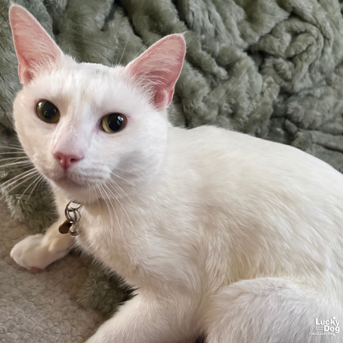 Possum, Adult Domestic Short Hair / Mixed (short coat), cat for adoption in Manassas, Virginia