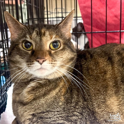 Phish, Adult Domestic Short Hair / Mixed (short coat), cat for adoption in Manassas, Virginia